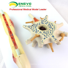 BRAIN16(12414) Plastic Medical Anatomy Human Neuron Model